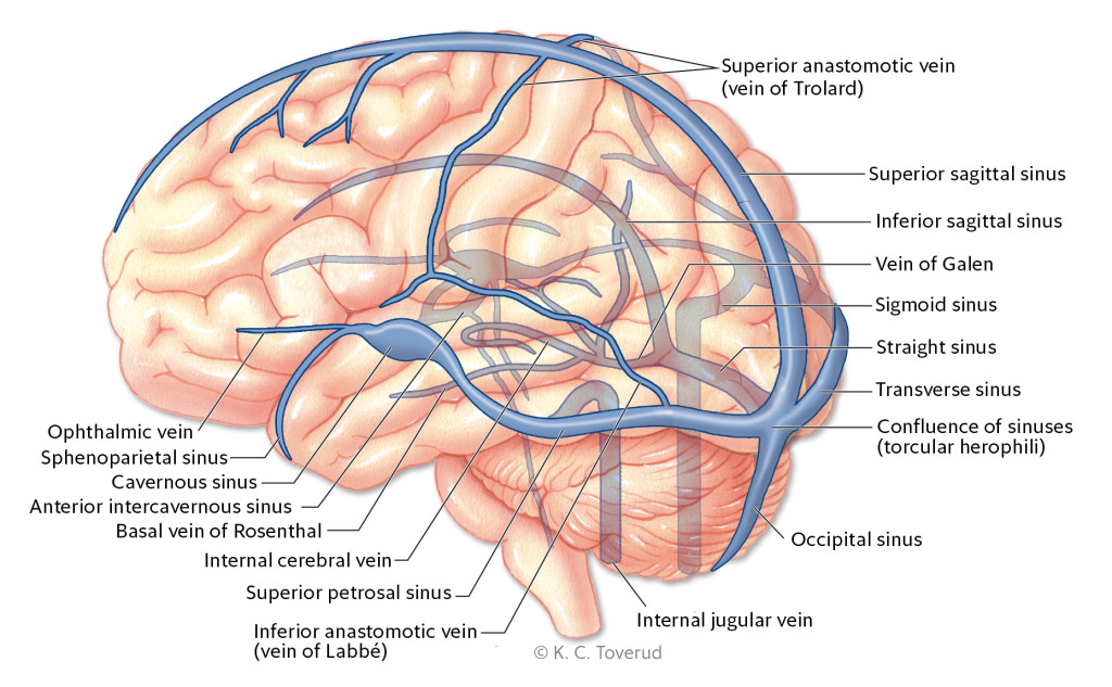 Figure 1 Overview of cerebral venous system