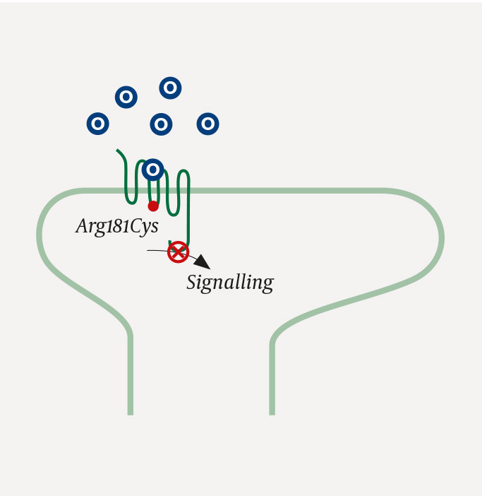 Figure 1 An opioid receptor with an Arg181Cys mutation. Despite proper binding of opioids (O) to the &mu;-opioid receptor,&hellip;