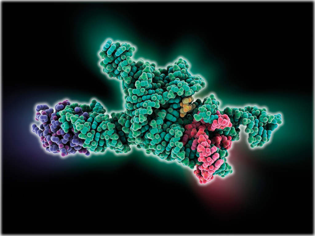 Molekyl&aelig;r modell av RNA intron. Modellen viser en selvspleisende intron (gr&oslash;nt) med en nukloprotein (lilla) og to eksondeler&hellip;