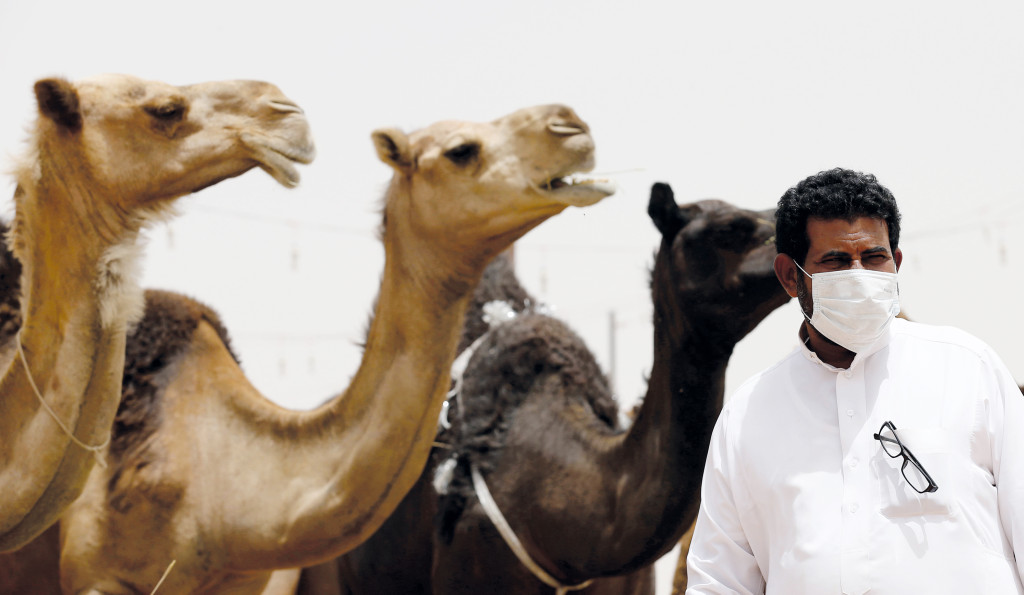 Overf&oslash;ringsveien fra dyr til mennesker er ikke helt forst&aring;tt, men dromedar og kamel er den viktigste reservoarverten for&hellip;