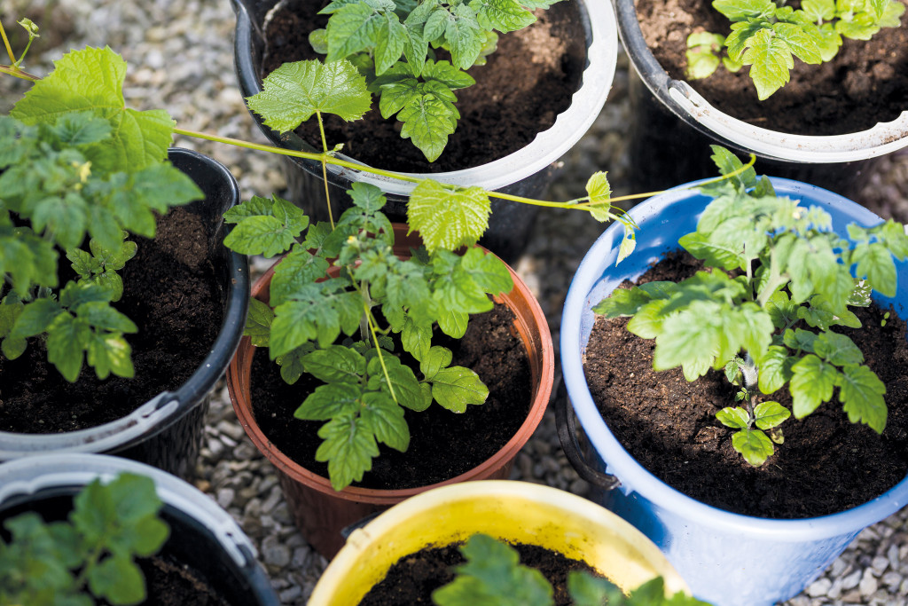 I drivhuset som Marit fikk i presang av mannen da hun ble 40 &aring;r, spirer det tomatplanter. &ndash; I &aring;r har jeg rukket &aring; s&aring;&hellip;