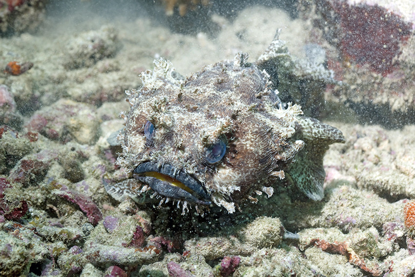 Paddefisk (Halophryne diemensis) i Papua Ny-Guinea. Foto: Science Photo Library / NTB