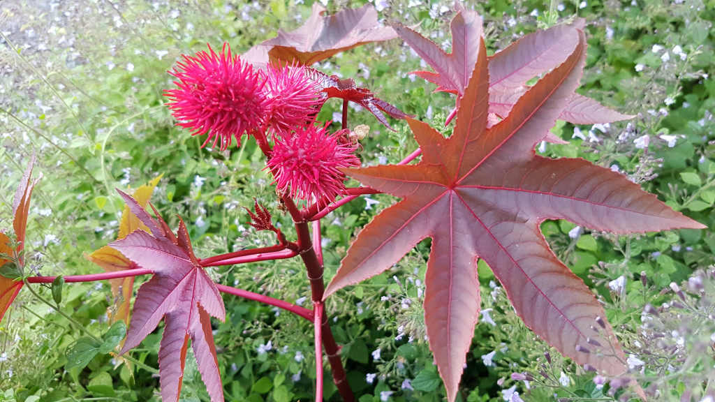 Figur 4 Lakseroljeplante (Ricinus communis). Foto: Gry Vibeke Bakken, Giftinformasjonen