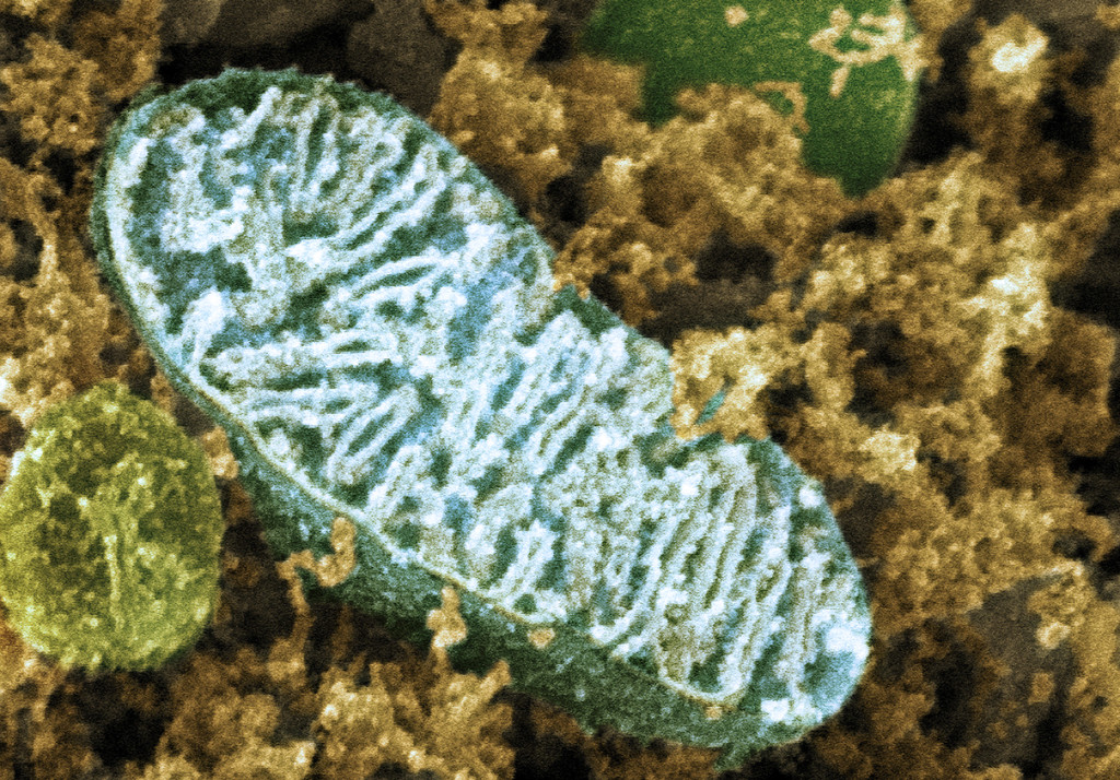 Mitokondrie i en nervecelle sett med elektronmikroskop. Illustrasjon: Science Photo Library / NTB