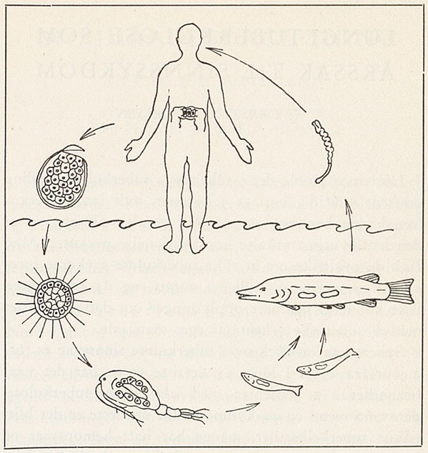 Figur 2 Den brede bendelormens livcyklus, modifisert etter Phyllis Smith.