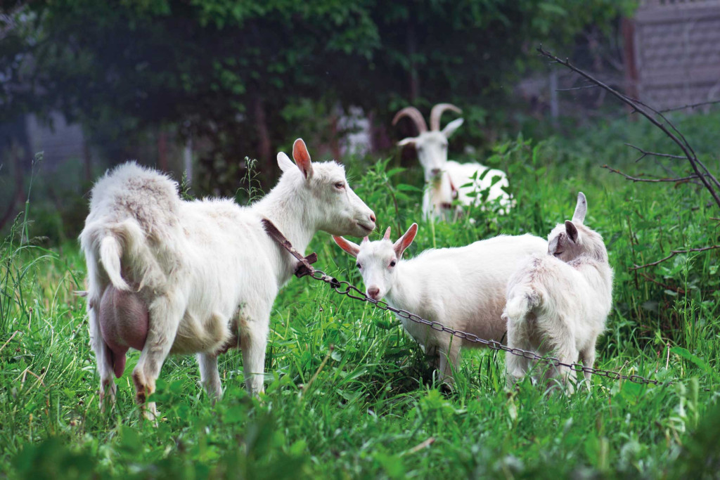 Illustrasjonsfoto: lesichkadesign/iStock